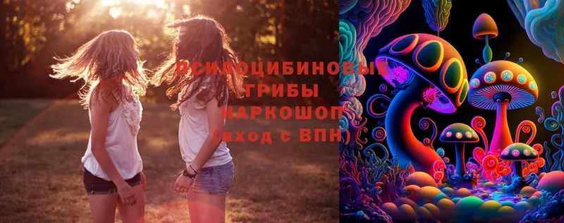 Галлюциногенные грибы Psilocybine cubensis  Димитровград 