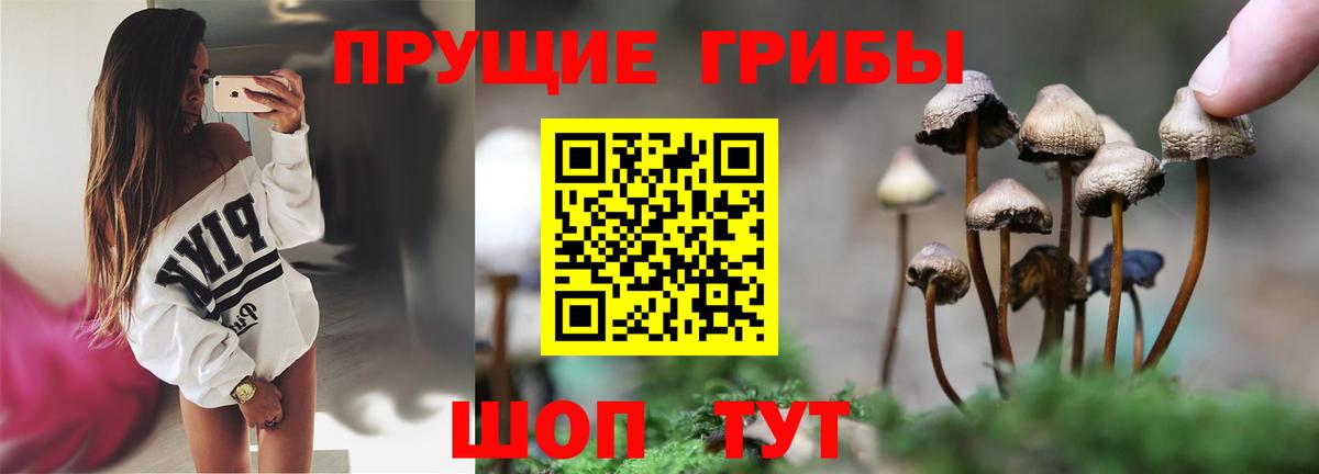 Галлюциногенные грибы Psilocybine cubensis  Димитровград 